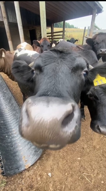 SOLD OUT - 2025 Beef Shares