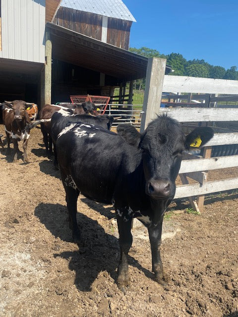 2025 Beef Shares - **Deposit Only**