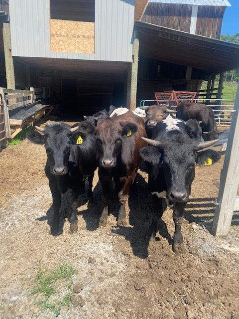 2025 Beef Shares - **Deposit Only**