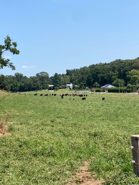 2025 Beef Shares - **Deposit Only**