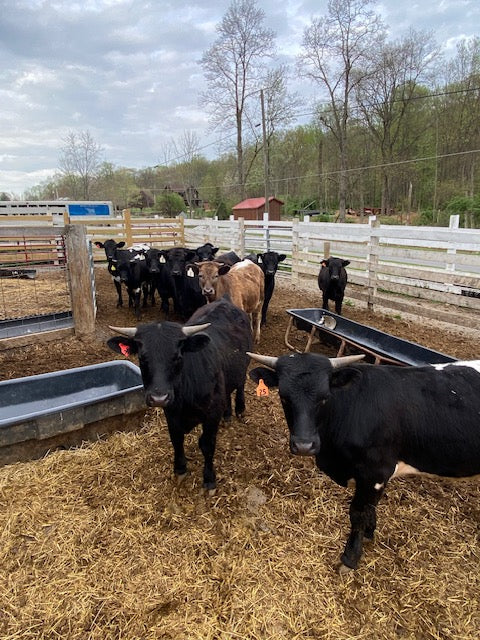 SOLD OUT - 2025 Beef Shares