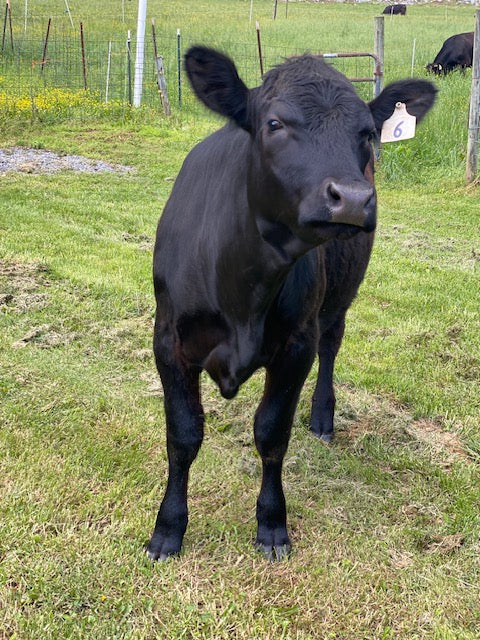 SOLD OUT - 2025 Beef Shares