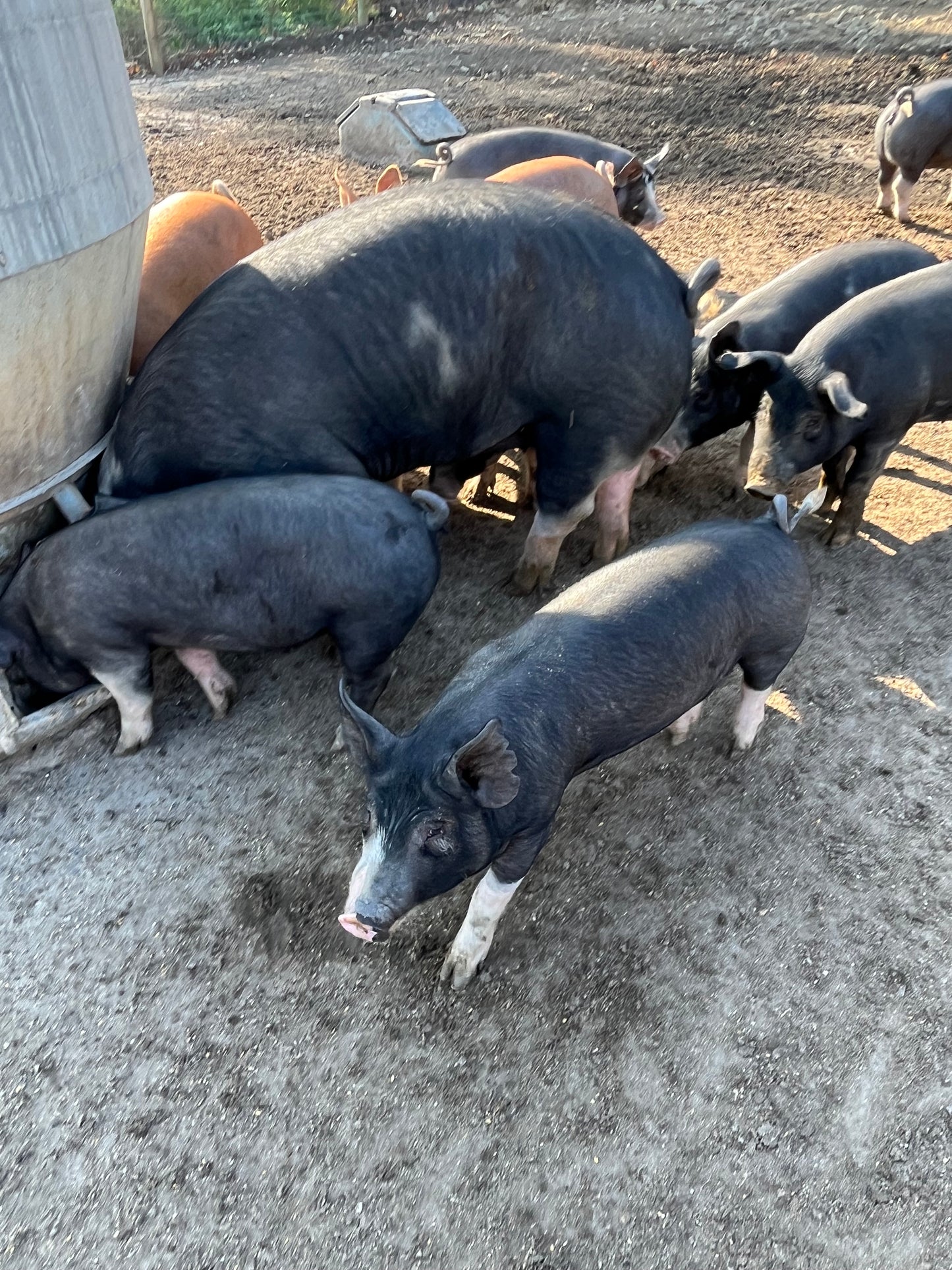 Woodlands raised Berkshire Pork **Deposit Only**