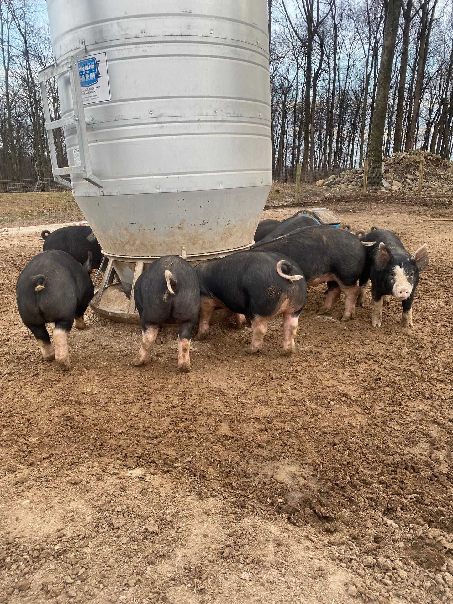 Woodlands raised Berkshire Pork **Deposit Only**