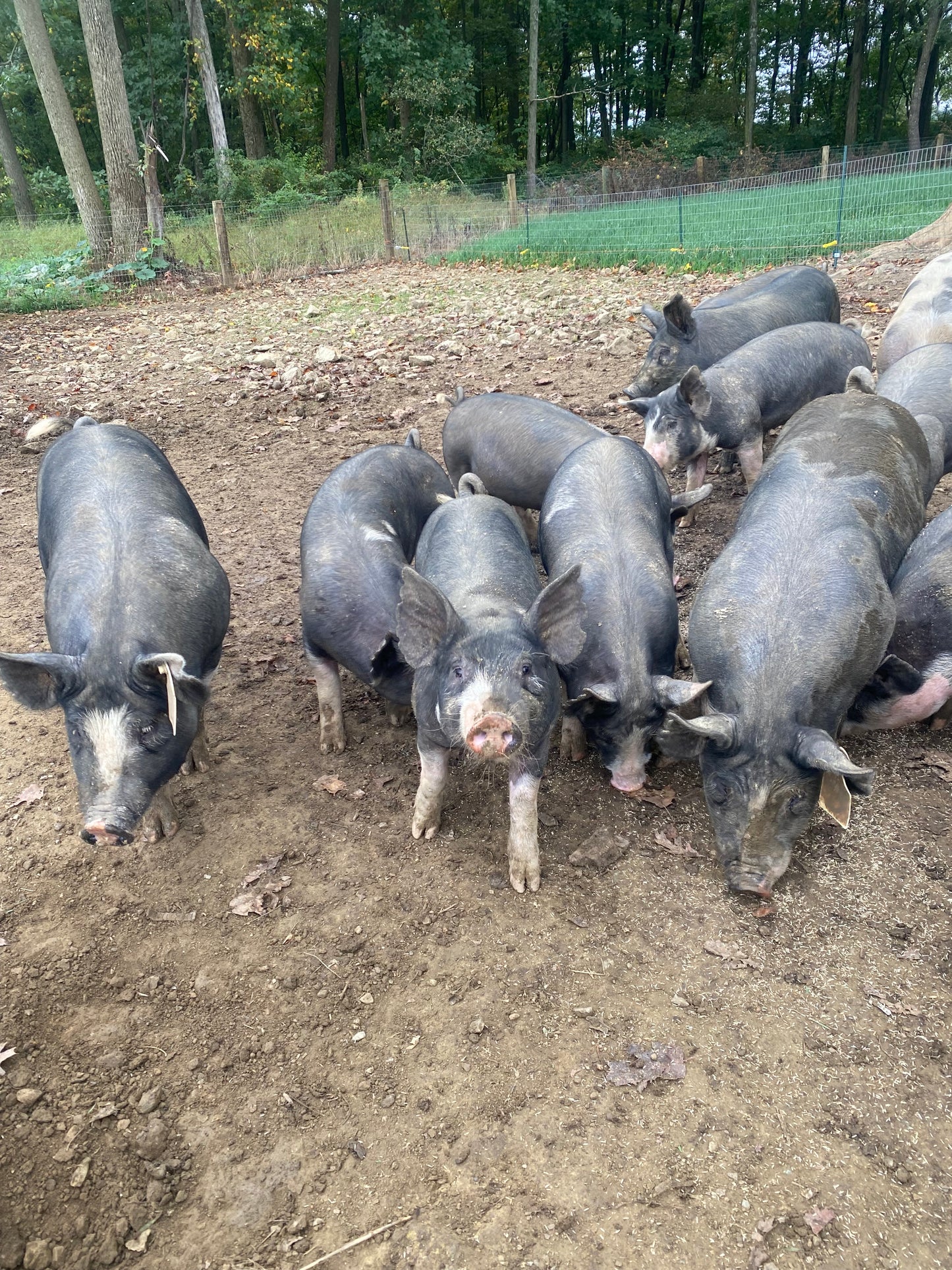 Woodlands raised Berkshire Pork **Deposit Only**