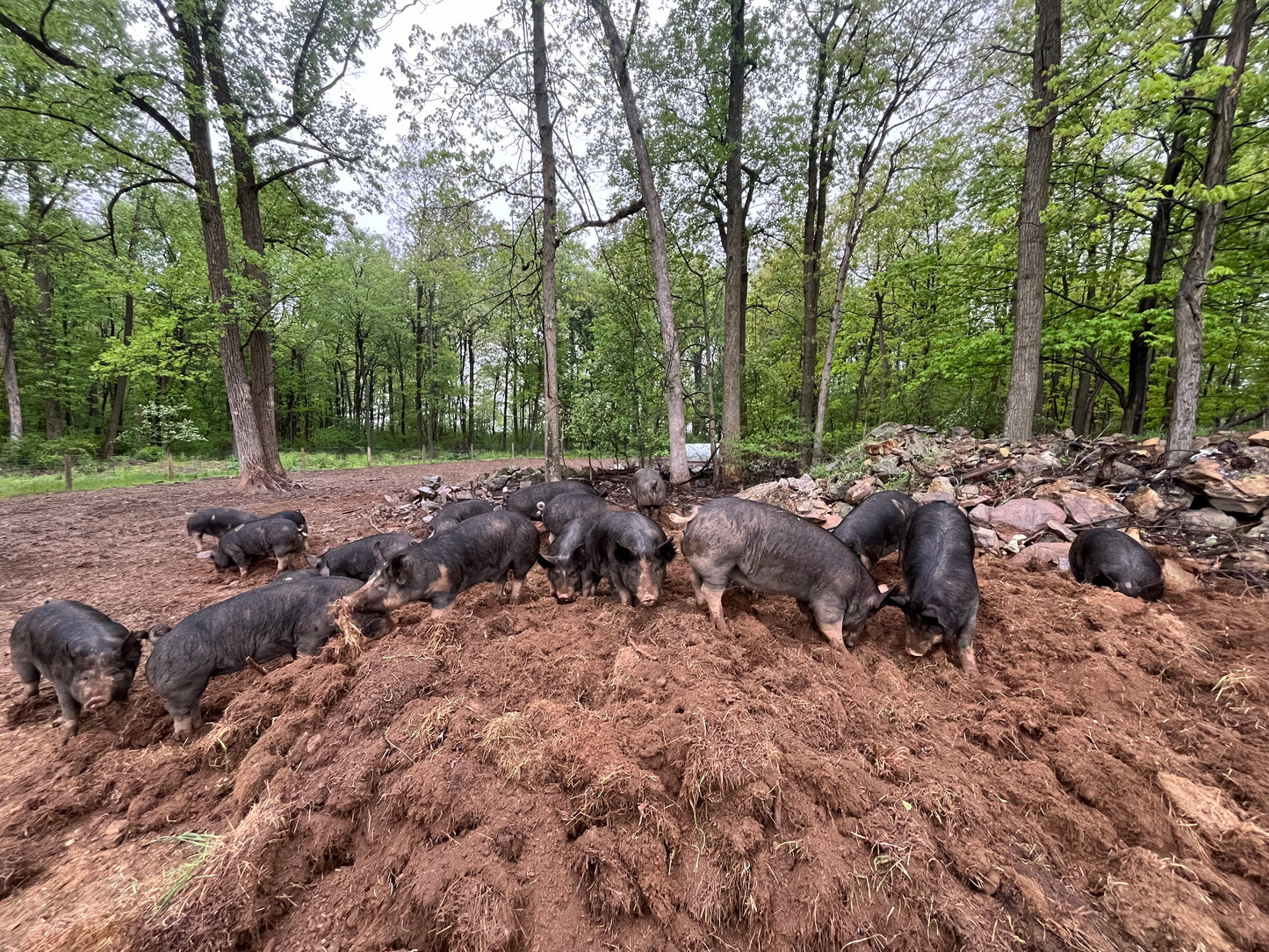 Woodlands raised Berkshire Pork **Deposit Only**