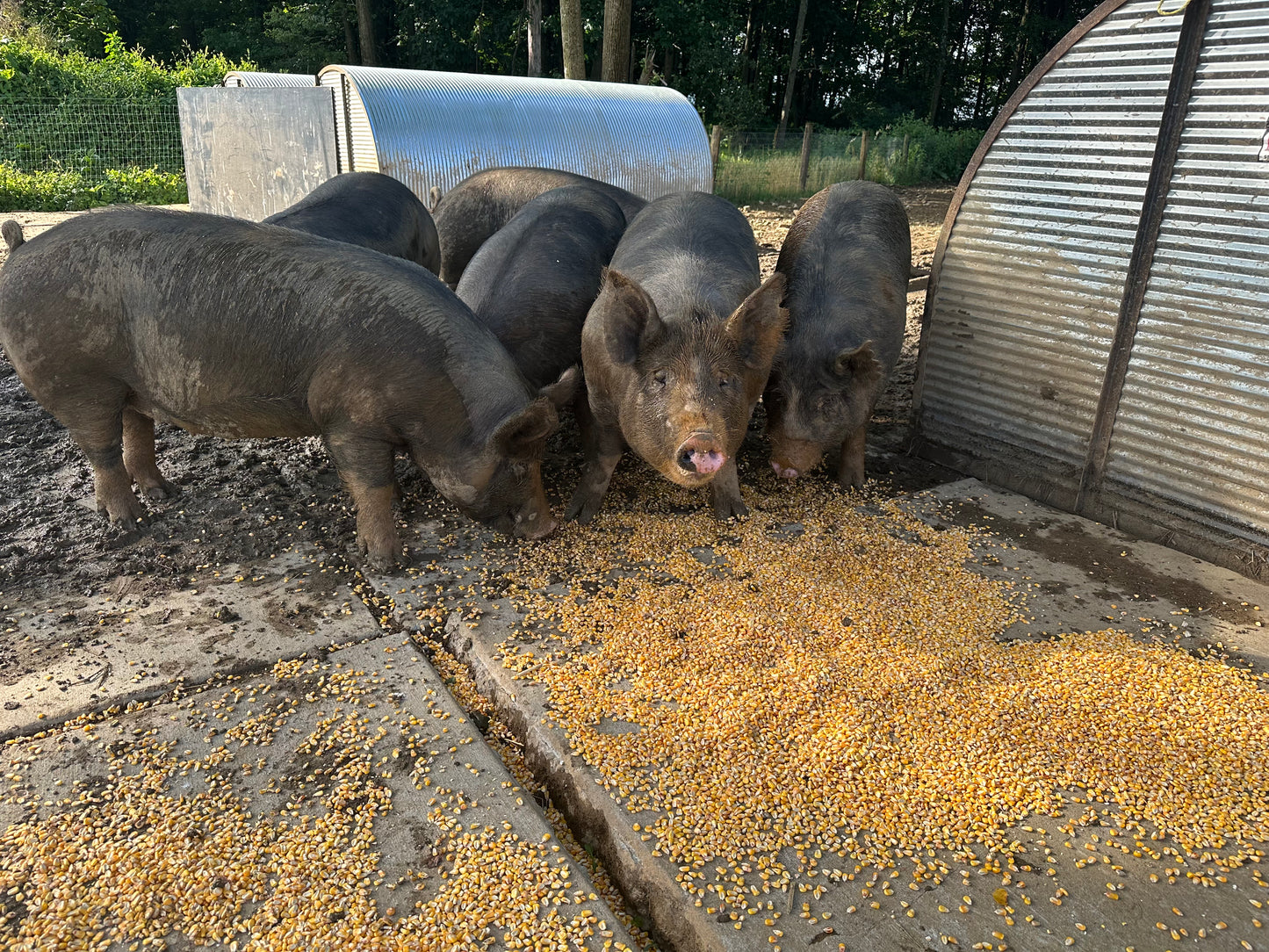 Woodlands raised Berkshire Pork **Deposit Only**