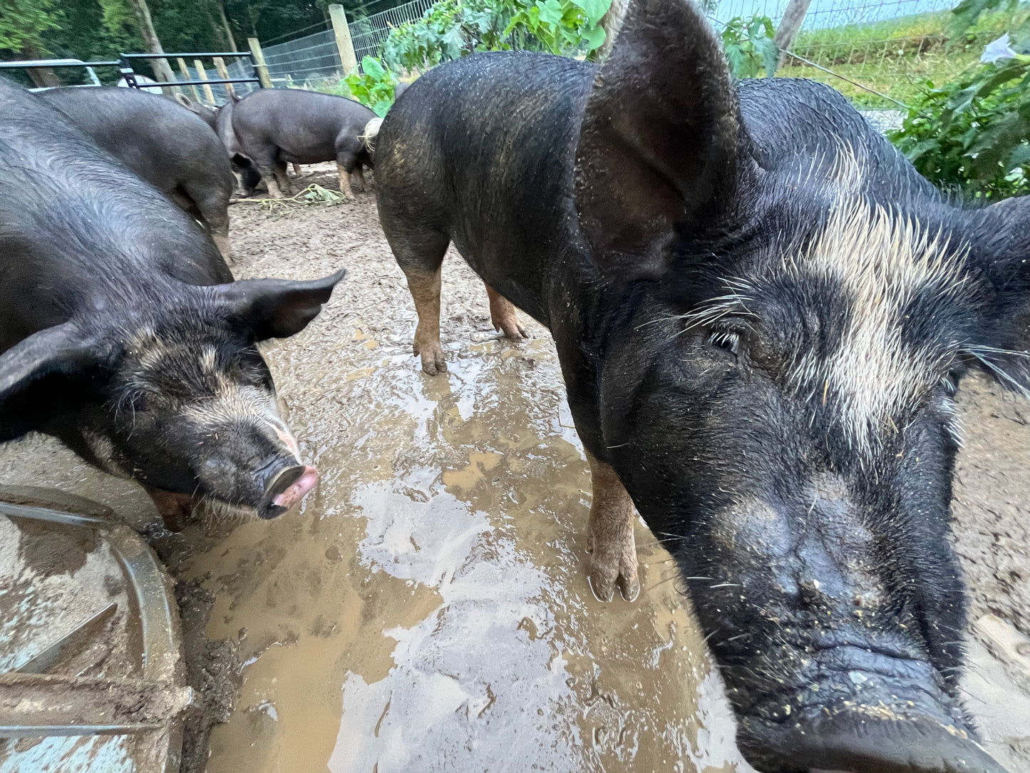 Woodlands raised Berkshire Pork **Deposit Only**