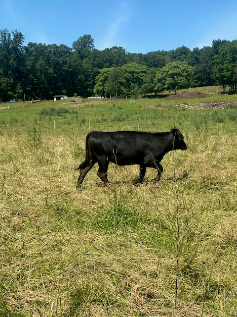 2025 Beef Shares - **Deposit Only**